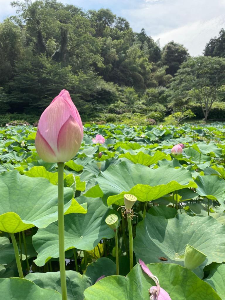 彦根銘菓 埋れ木(10個入) 抹茶と和三盆の風味が際立つ井伊直弼公ゆかりの御菓子【滋賀県ご当地モール】 :u-10:いと重菓舗 - 通販 -  Yahoo!ショッピング