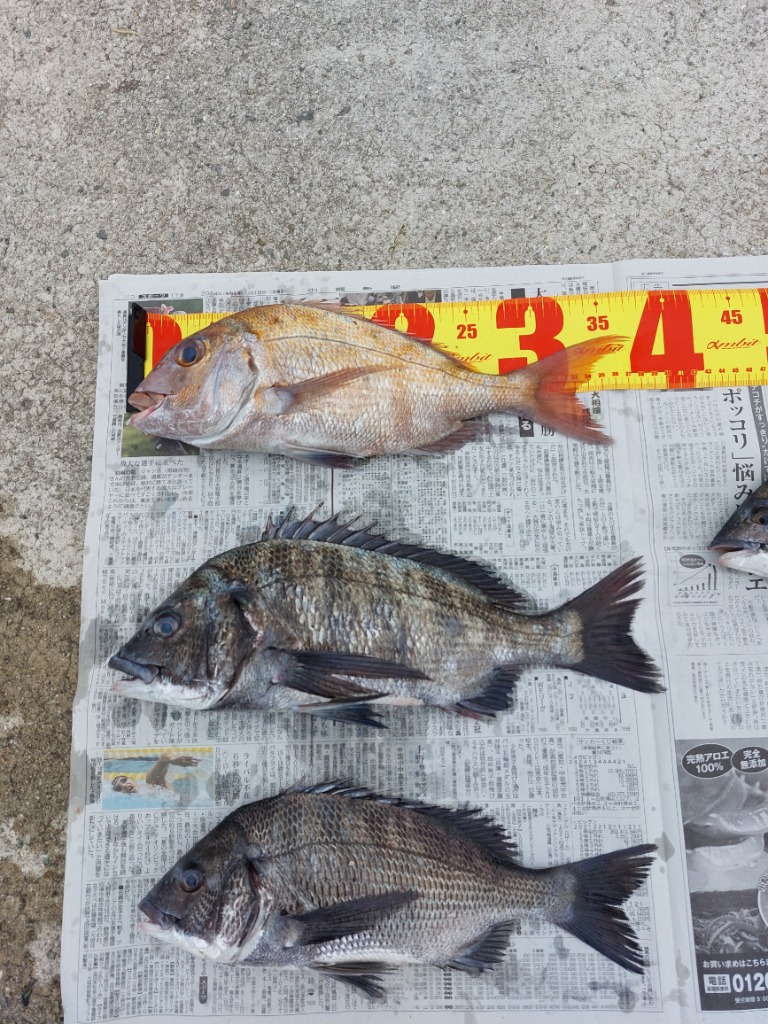 遠矢ウキ　超遠投・小 1.0号２本 遠矢ウキ【超遠投小用 トップ】 : いとう釣具店 - 通販 - Yahoo