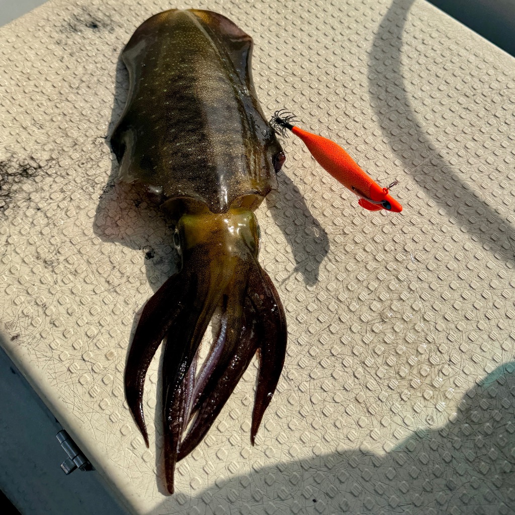 UROCO（ウロコ） ウロコロUTR3.5号 30g #005UV 赤金/オリーブ ティッ