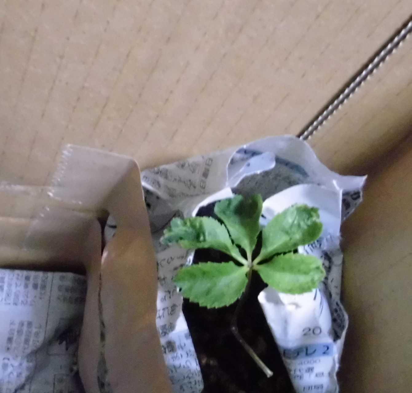 ハスカップ3寸 : 岩崎園芸ネットストア Yahoo店 - 通販 - Yahoo