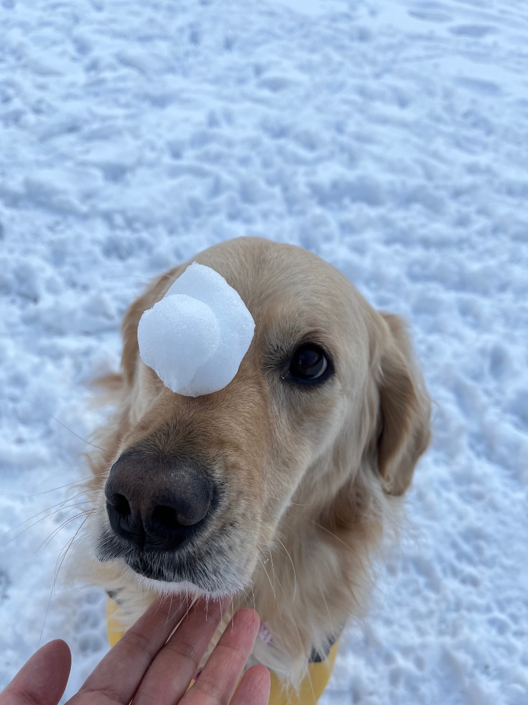 全体のレビュー画像 | 0-2