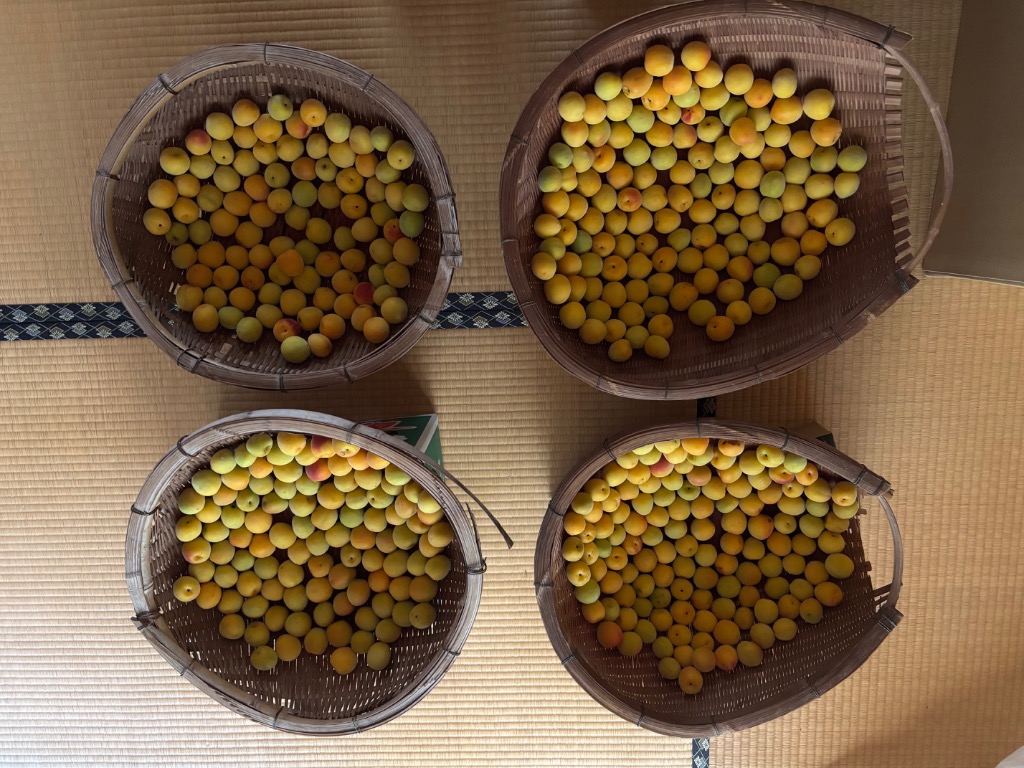 JA紀南 送料無料 ＜早め発送＞紀州産南高梅 2Lサイズ 約10kg 1箱 梅酒
