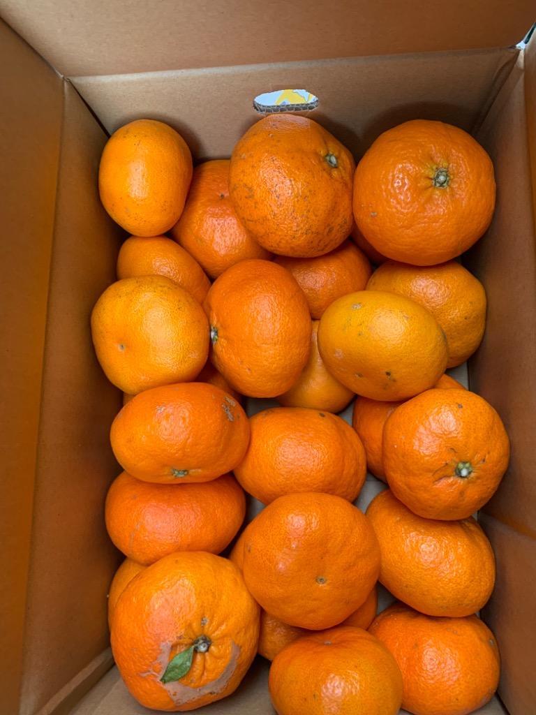甘平（家庭用）訳あり5kg JAえひめ南 産地より直送【2026年分販売終了