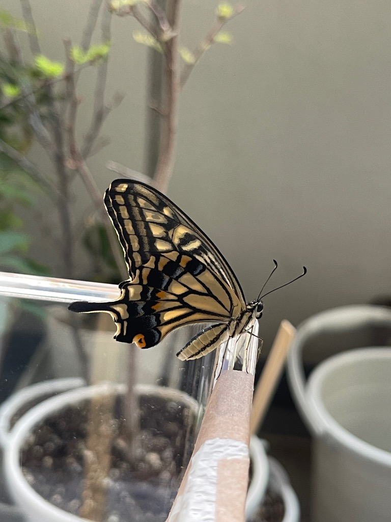 山椒の葉 クロアゲハ蝶餌 ナミアゲハ蝶の餌 アゲハチョウ蝶エサ 蝶々の