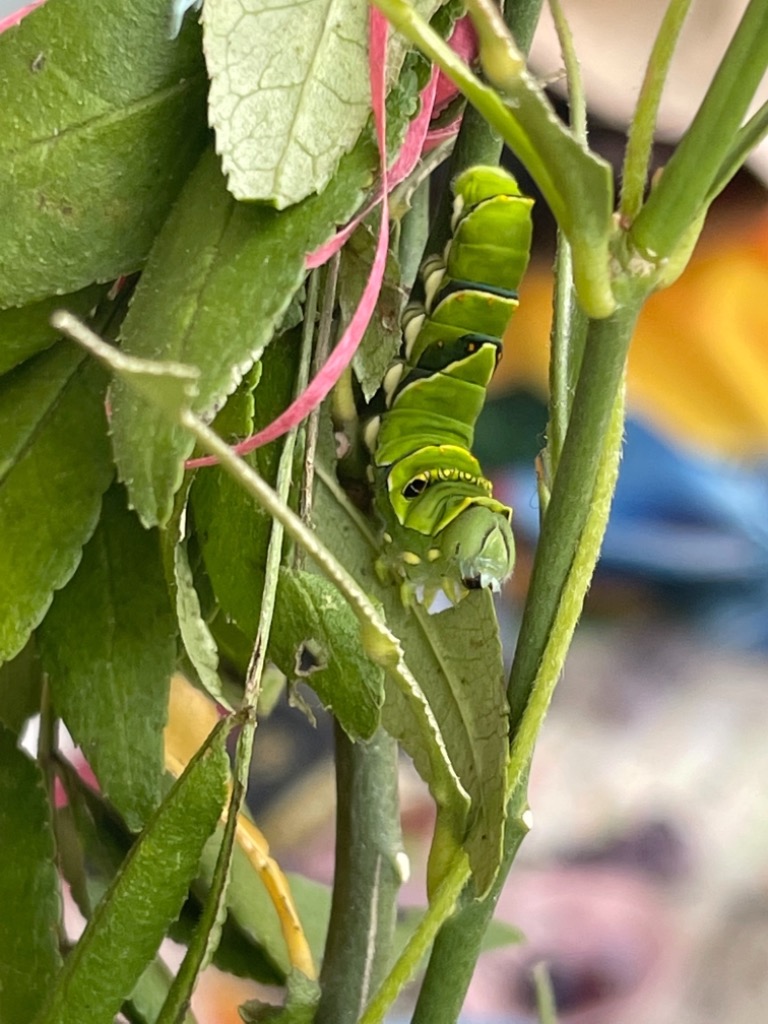山椒の葉 クロアゲハ蝶餌 ナミアゲハ蝶の餌 アゲハチョウ蝶エサ 蝶々の
