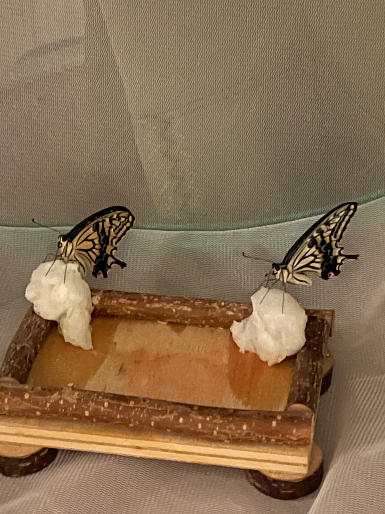 山椒の葉 クロアゲハ蝶餌 ナミアゲハ蝶の餌 アゲハチョウ蝶エサ 蝶々の