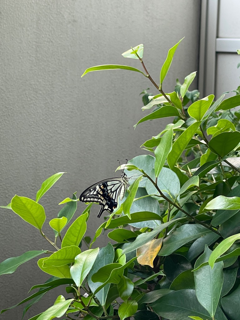 山椒の葉 クロアゲハ蝶餌 ナミアゲハ蝶の餌 アゲハチョウ蝶エサ 蝶々の