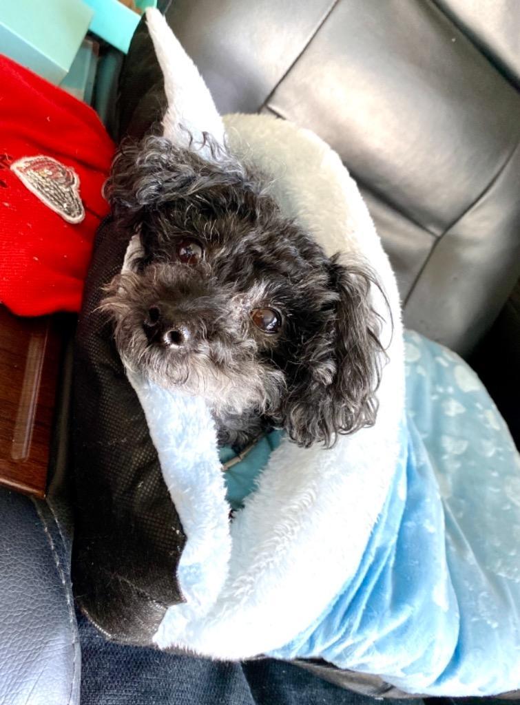 全体のレビュー画像 | 12-0