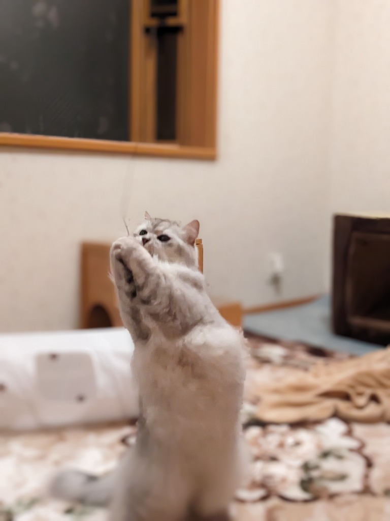 4件目のレビュー画像 | 0