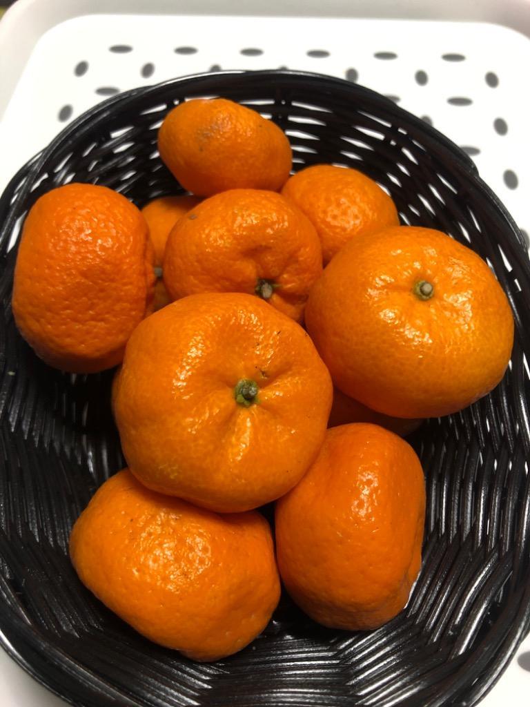 終売間近) みかん 鹿児島 小みかん 桜島 小ミカン 3kg 1箱 送料