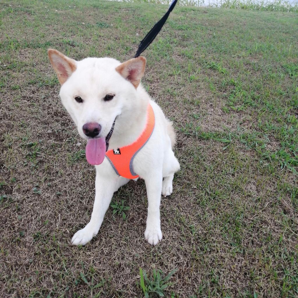 ハーネス 犬用 ハーネス 通気 メッシュ ソフト TRUELOE 半額 セール中型犬 おしゃれ 大型犬 小型犬 ペット ハーネス 平型 送料無料1-18  :fs028:ジュノストア - 通販 - Yahoo!ショッピング