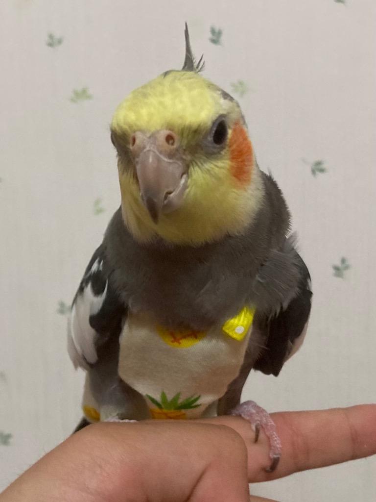 鳥用オムツ 鳥服 バードオムツ 鳥用 おむつ ドコザクラインコボタンインコ リボン セキセイインコ 洗濯可 オウム 小鳥用 ペット用品 鳥用品  送料無料1-16 :pt026:ジュノストア - 通販 - Yahoo!ショッピング