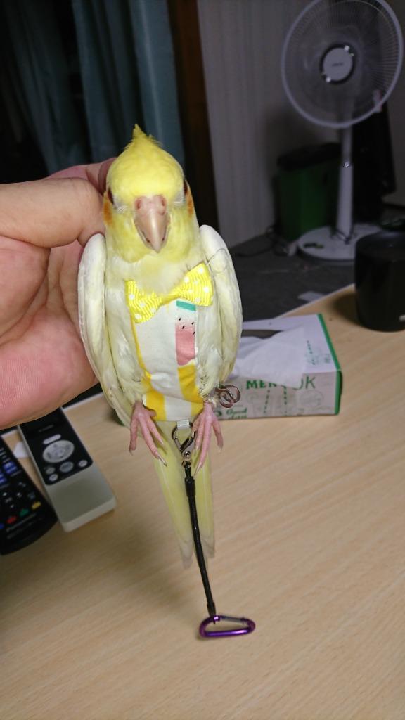 鳥用オムツ 鳥服 バードオムツ 鳥用 おむつ ドコザクラインコボタン