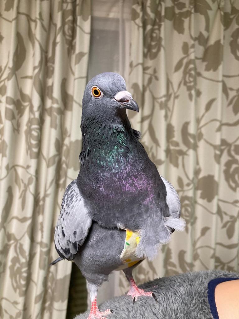 鳥用オムツ 鳥服 バードオムツ 鳥用 おむつ ドコザクラインコボタン