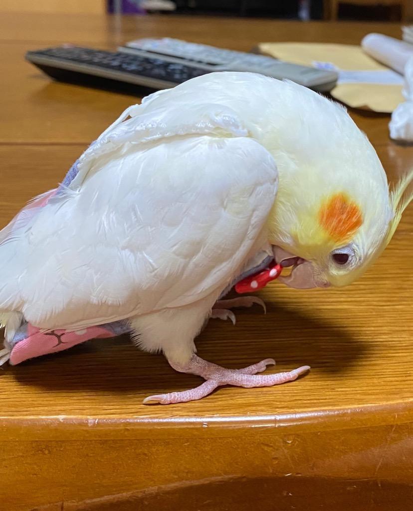 鳥用オムツ 鳥服 バードオムツ 鳥用 おむつ ドコザクラインコボタンインコ リボン セキセイインコ 洗濯可 オウム 小鳥用 ペット用品 鳥用品  送料無料1-16 :pt026:ジュノストア - 通販 - Yahoo!ショッピング