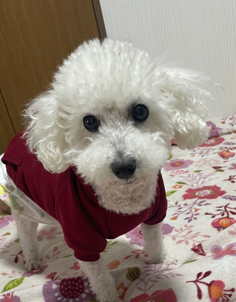 レビュー画像