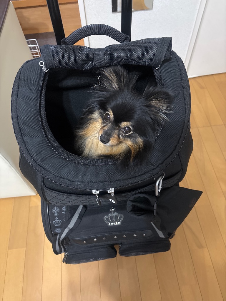 犬キャリー リュック DAISUKI正規品 楽天市場】【XLサイズ】犬・猫用兼用キャリーバック Daisuki
