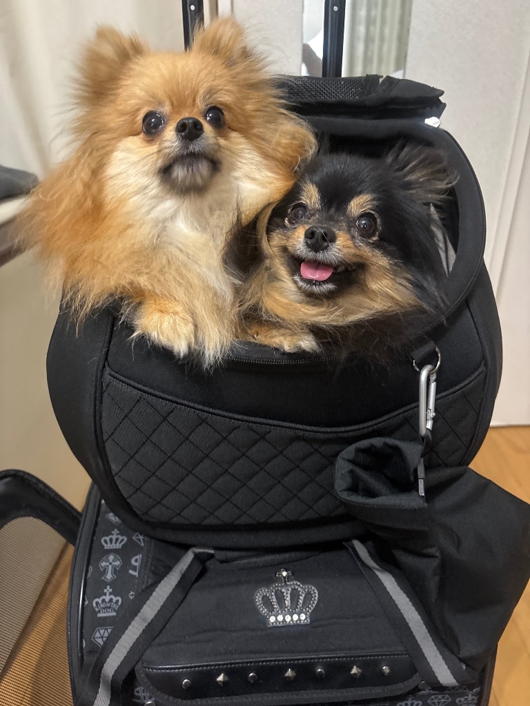 リュック型キャリーバッグ DAISUKI Mサイズ 正規品 犬猫用