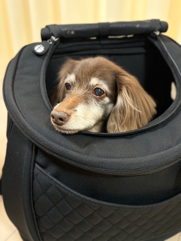 リュック型キャリーバッグ DAISUKI Mサイズ 正規品 犬猫用キャリー