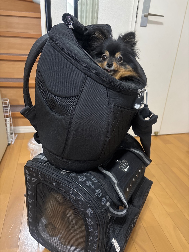 リュック型キャリーバッグ DAISUKI Mサイズ 正規品 犬猫用