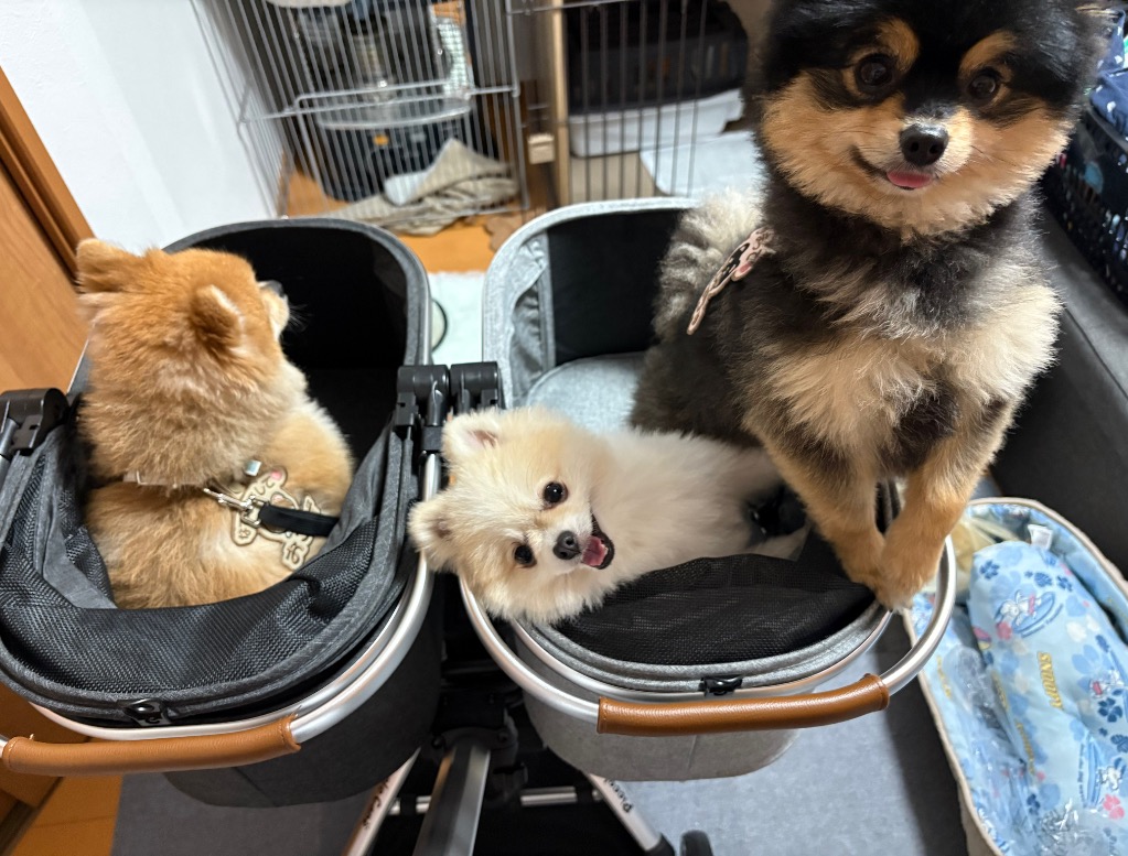 ピッコロカーネ ドッピオ Doppio 多頭 小型犬用 Piccolo Cane 犬
