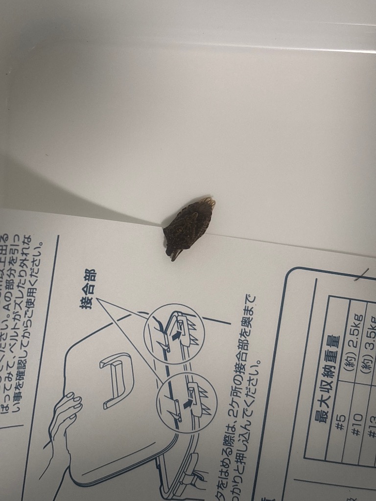 全体のレビュー画像 | 2-0