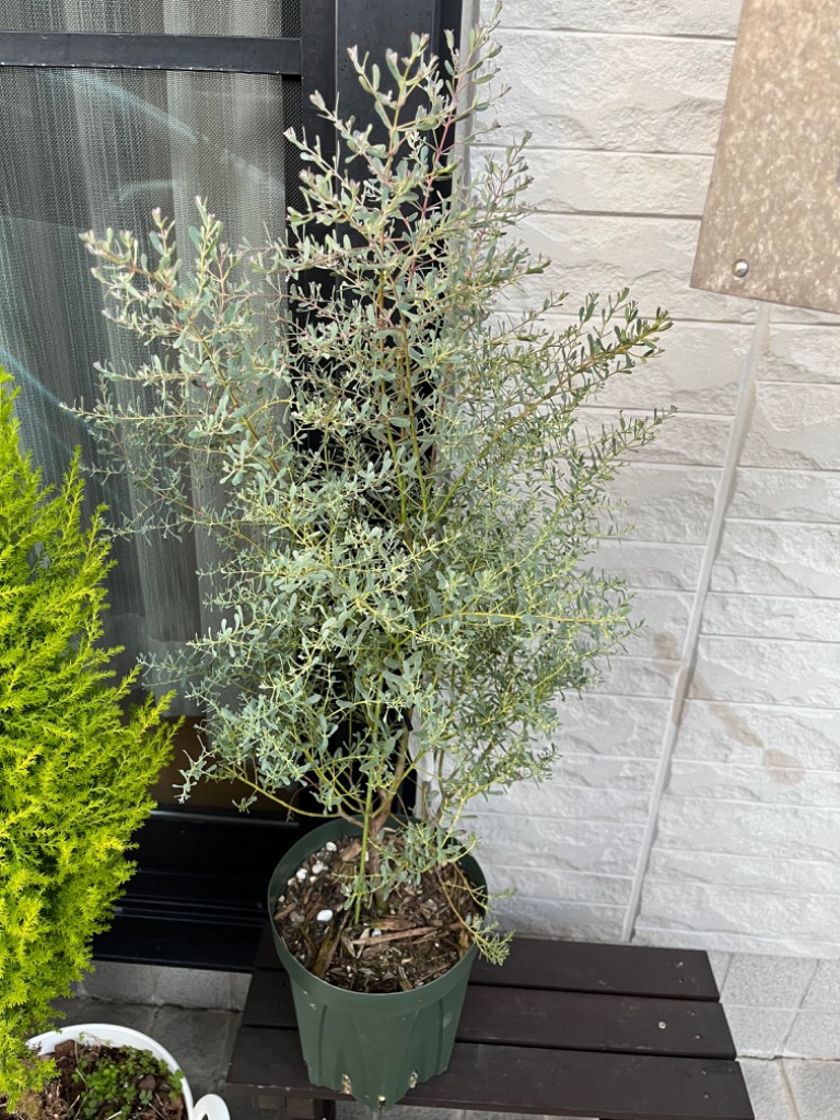 フランスブルーレンガン　/ 畑565 フランスブルーレンガン / 畑565