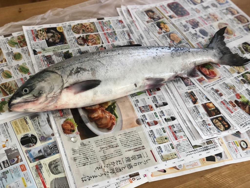 生鮮メス秋鮭3.0kg〜3.5ｋｇ 北海道 十勝 広尾産 送料無料 ※日付指定不可 :sa008:鏑木水産Yahoo!店 - 通販 -  Yahoo!ショッピング