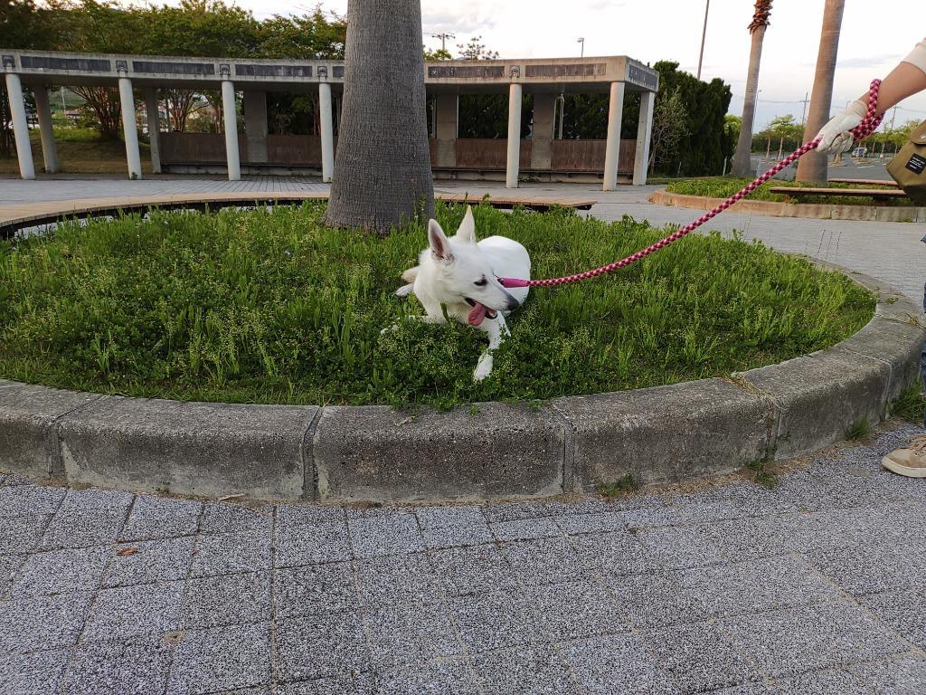 1件目のレビュー画像 | 0