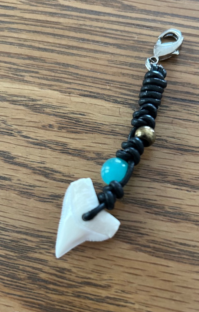 ガンジスメジロザメの歯 上歯 Spear tooth shark サメの歯1個 約