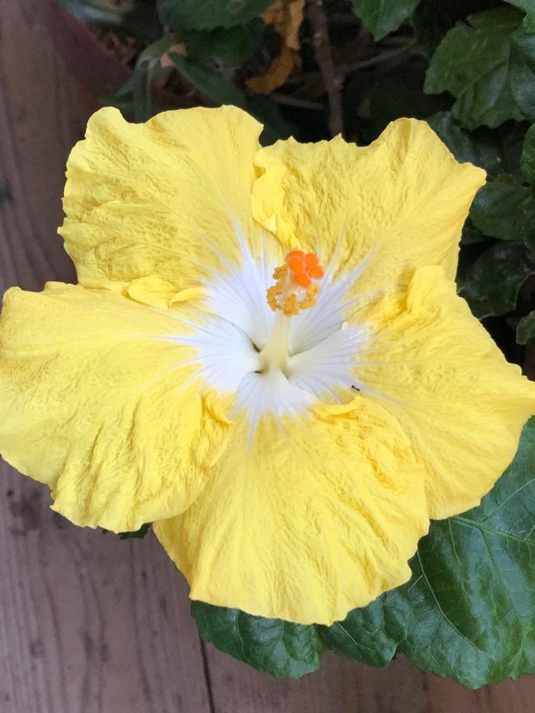 吉本花城園 ハイビスカス コレクション 5号鉢植え : FleurTown 吉本花城園 ハイビスカス コレクション 5号鉢植え : FleurTown