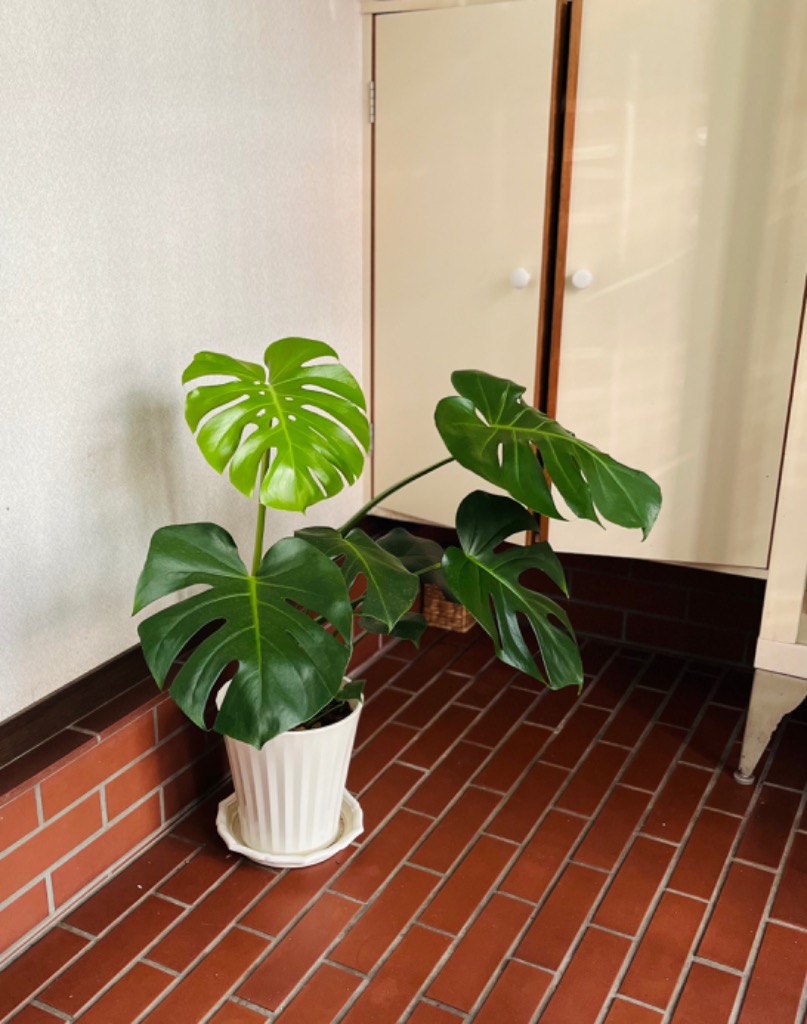 吉本花城園 観葉植物 モンステラ 鉢植え 7号鉢 高さ50〜60cm