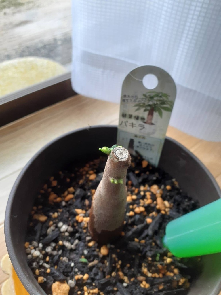 1件目のレビュー画像 | 0