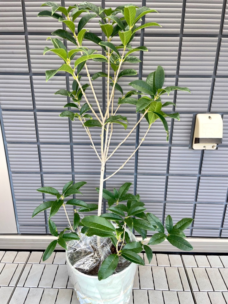 キンモクセイ苗木７号鉢植え 金木犀 : nae0045-7gou : FleurTown吉本花城園 - 通販 - Yahoo!ショッピング