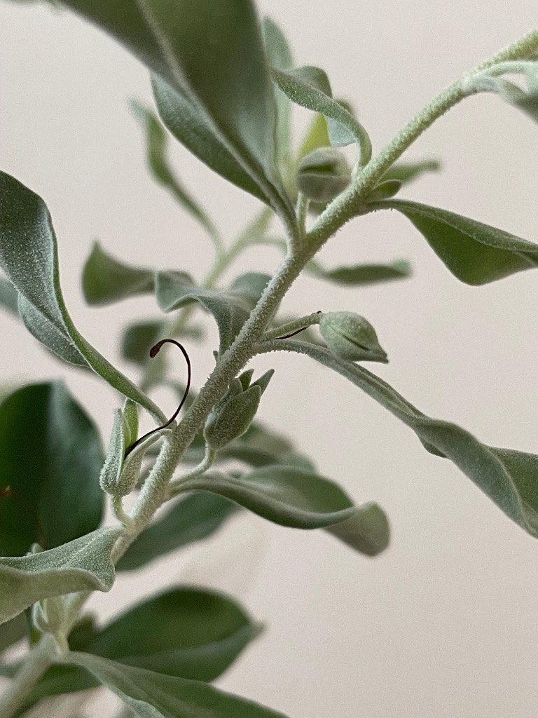 吉本花城園 綺麗な紫花が魅力 レウコフィルム シルバーリーフが