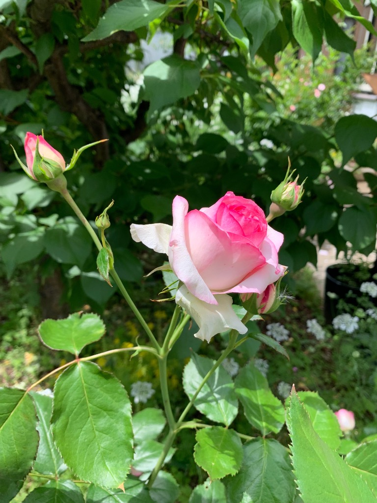 希少　薔薇苗　バラ苗　ロンドン。。。2年　1鉢 希少 薔薇苗 バラ苗 ロンドン。。。2年 1鉢