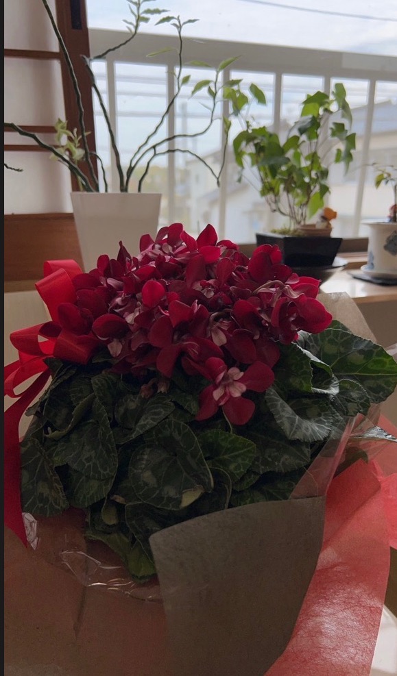 シクラメン 冬桜 5寸鉢 : 花ギフト山形産果物野菜花樹有 - 通販