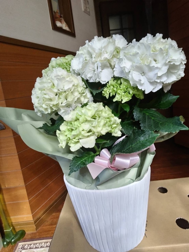 プリザーブド紫陽花大量2箱セット（ホワイト&グリーン） あじさい アジサイ 紫陽花 ホワイトシュガー 白 ホワイト 母の日 2026