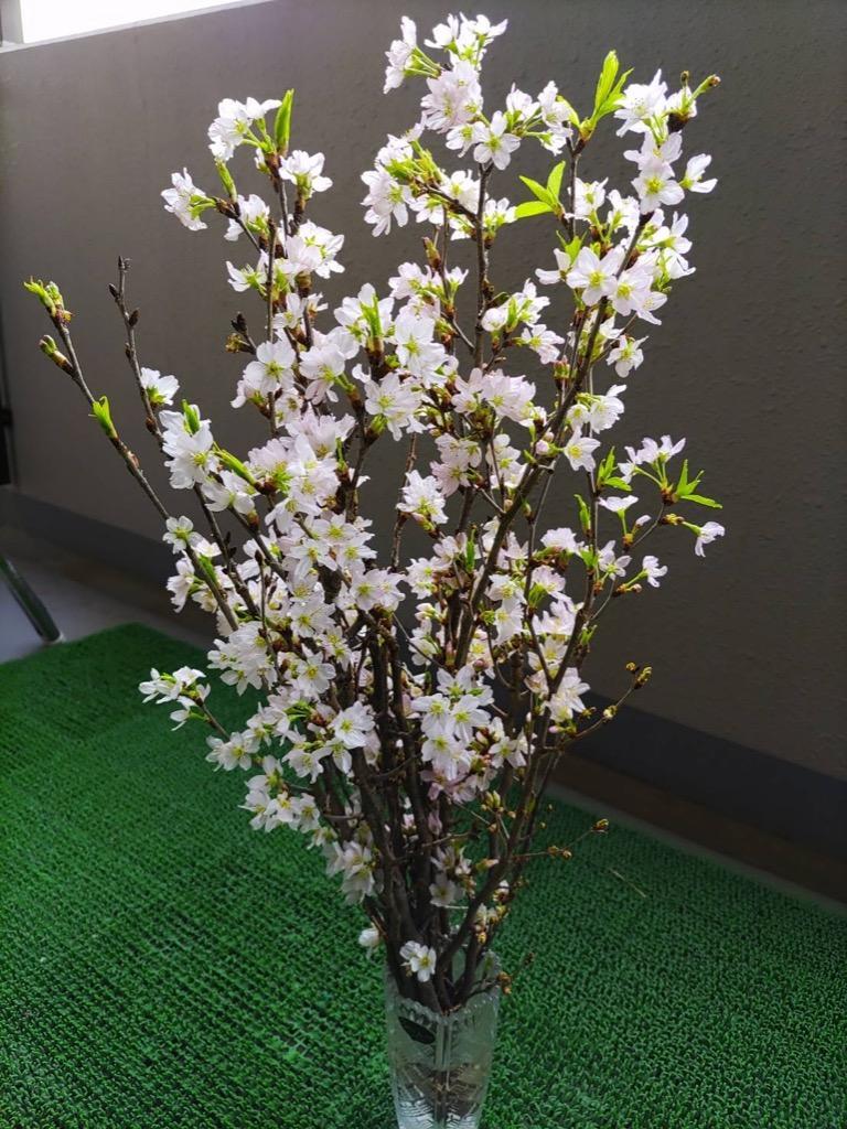 啓翁桜 切り花 山形 花束 テーブルやリビング用 60ｃｍ 10本 花言葉 啓