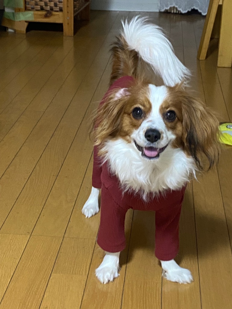 レビュー画像