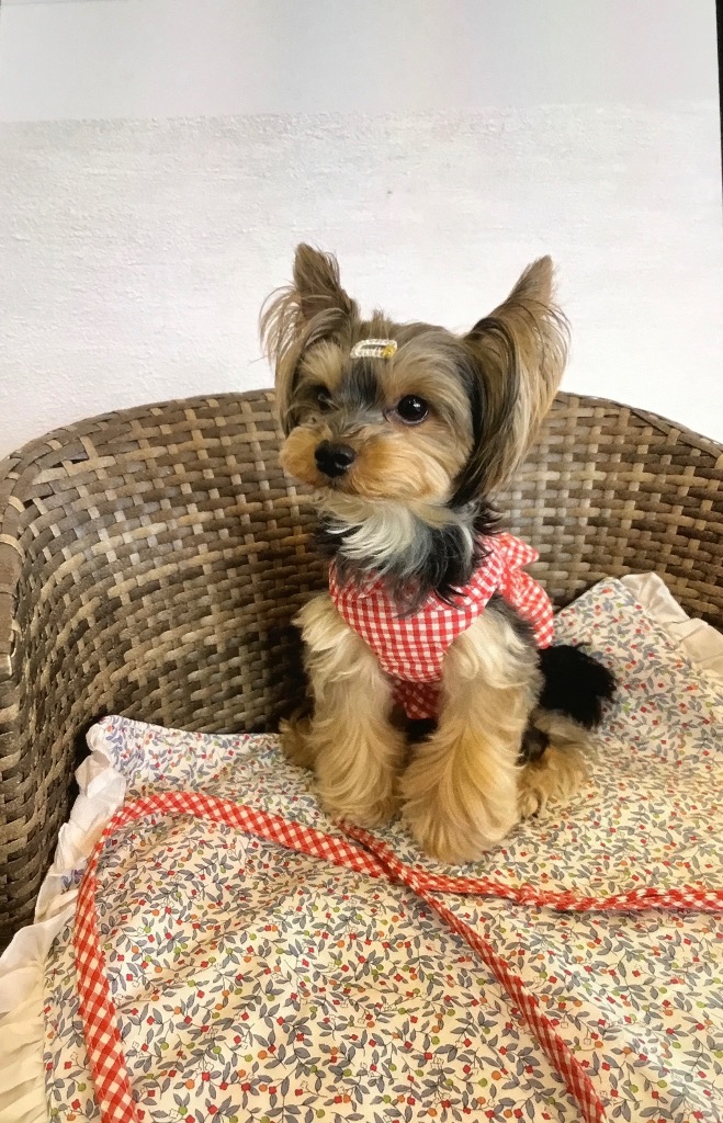 kamakuradog 裏地メッシュ洋服型ハーネス 犬の服 : 鎌倉DOG