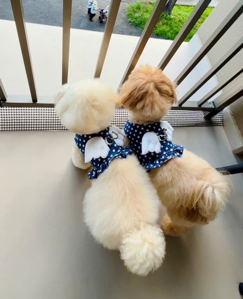 kamakuradog 天使ハーネス 犬の服 : 鎌倉DOG Yahoo!店 - 通販