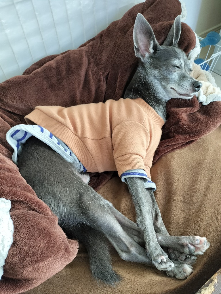 kamakuradog オリジナルタグスウェット 犬の服 : 鎌倉DOG Yahoo kamakuradog オリジナルタグスウェット 犬の服 : 鎌倉DOG Yahoo