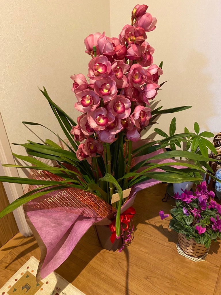 エミリオロバ シンビジューム シンビューム 蘭 造花 フランフラン 好きな方も エミリオロバ シンビジューム シンビューム 蘭 造花 フラン