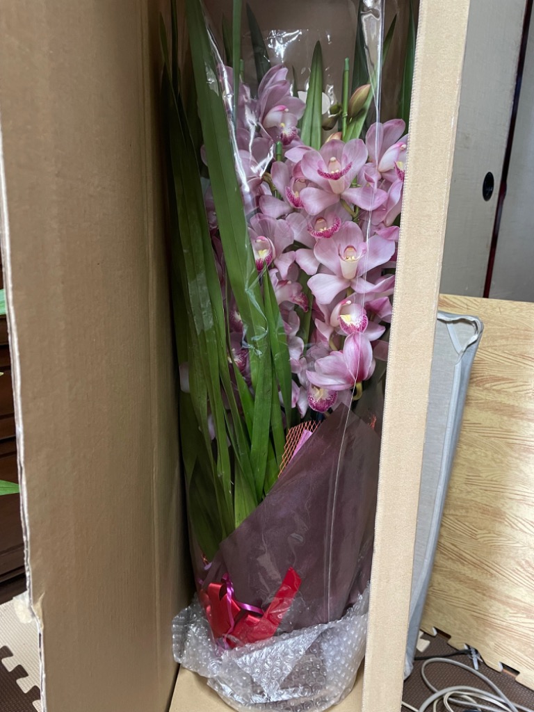 シンビジューム 5本立ち以上 鉢植え 洋蘭 洋ラン 薫る花 シンビジューム 5本立ち以上 鉢植え 洋蘭 洋ラン 薫る花