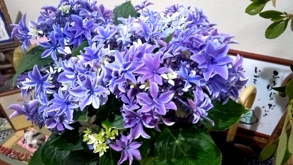 アジサイ 月虹 ブルー 5号鉢サイズ 鉢植え げっこう 青色 水色