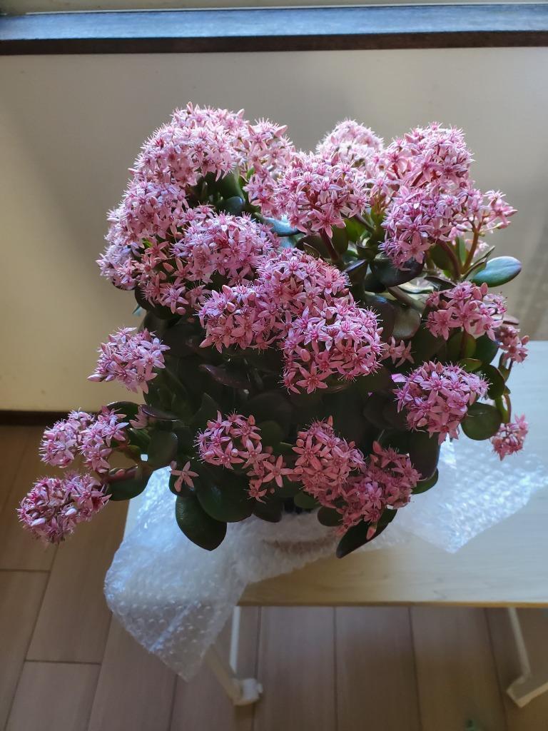 お金のなる木 花月 成金草 5号鉢サイズ 鉢植え 薫る花 庭木