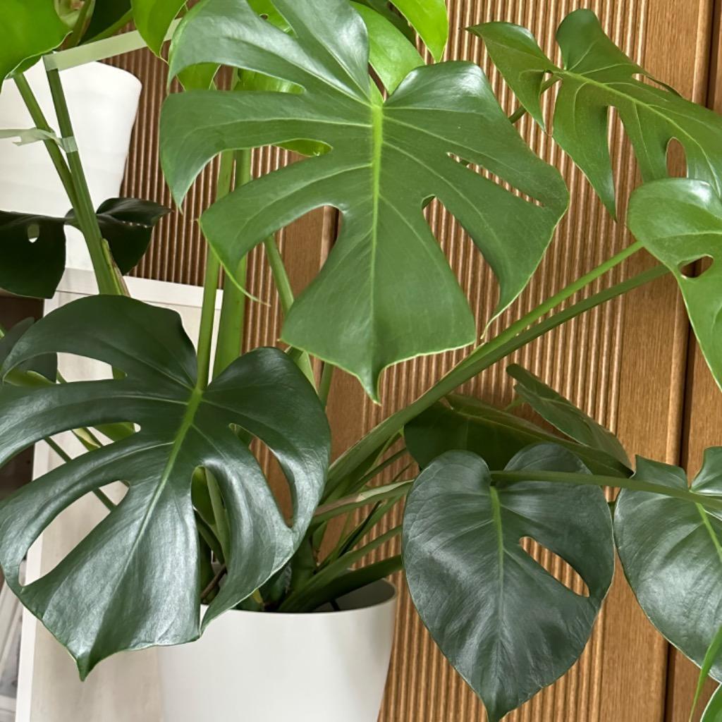 モンステラ デリシオーサ 7号鉢サイズ 鉢植え 観葉植物 ミニ