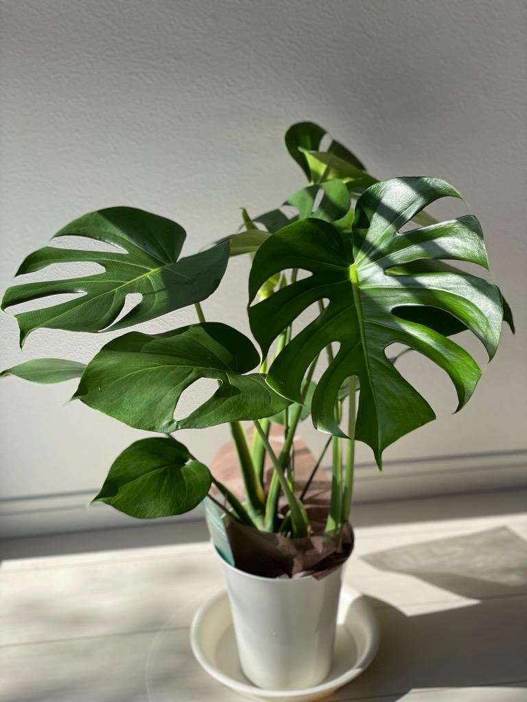 モンステラ（デリシオーサ）6号鉢サイズ 観葉植物 ミニ