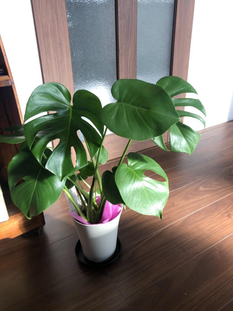 モンステラ（デリシオーサ）6号鉢サイズ 観葉植物 ミニ